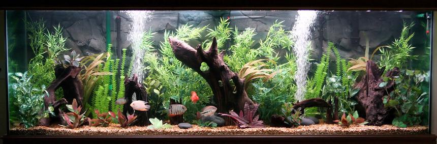 Rated #12: 300 Gallons Freshwater Fish Tank - 300 Gallon Central and South American Cichlid Tank.