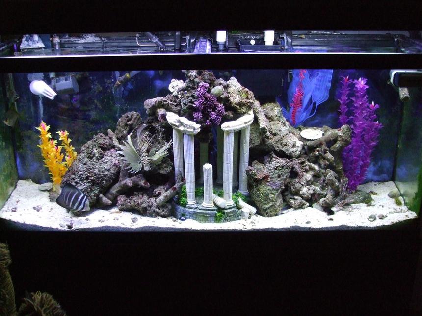 Rated #12: 55 Gallons Saltwater Fish Tank - NFO