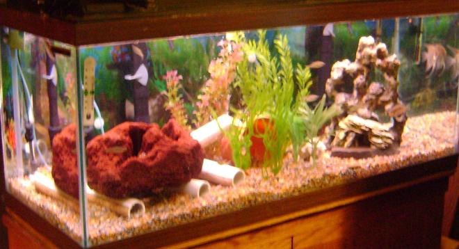 75 gallons freshwater fish tank (mostly fish and non-living decorations) - full tank view