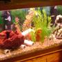 75 gallons freshwater fish tank (mostly fish and non-living decorations) - full tank view