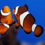saltwater fish - amphiprion ocellaris - ocellaris clownfish stocking in 75 gallons tank - dancing clowns