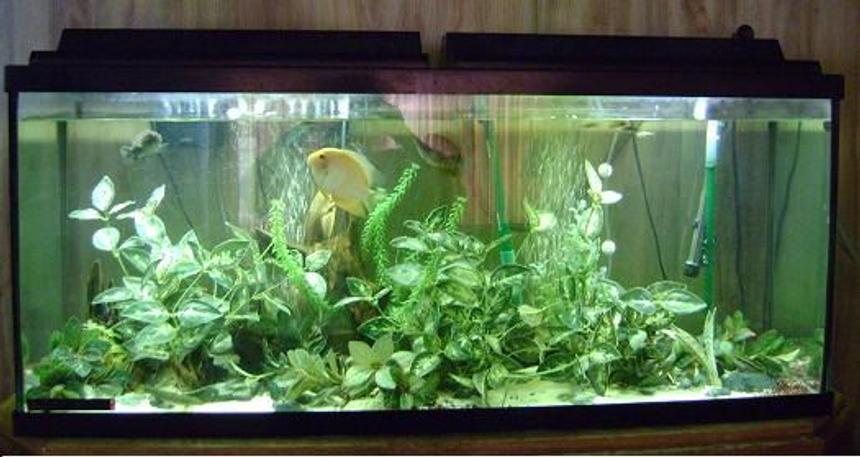 Rated #2004: 55 Gallons Freshwater Fish Tank - 55 gallon
60 topfin filter
2750 eheim filter
tetra 60 airpump 2-4" air stones