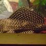 freshwater fish - glyptoperichthys gibbiceps - sailfin pleco (l-83) stocking in 55 gallons tank - 8" Pleco - Hammie is his name!!!