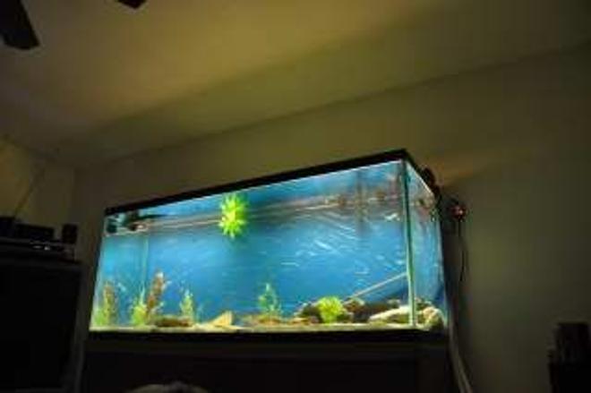 220 gallons freshwater fish tank (mostly fish and non-living decorations) - 220 as its going together. See other pics. Finished product to be uploaded soon.
