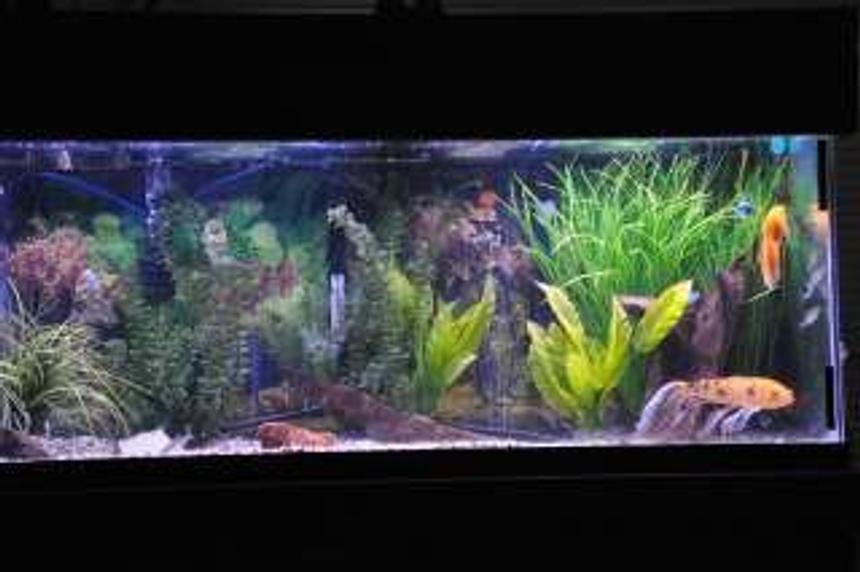 Rated #2288: 75 Gallons Freshwater Fish Tank - 75 Community with gouramis, danio, columbian sharks, koi and a tri fin, gold nugget and others