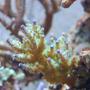 corals inverts - acropora tenuis - tenuis, green with purple tips stocking in 210 gallons tank - Acropora tenuis