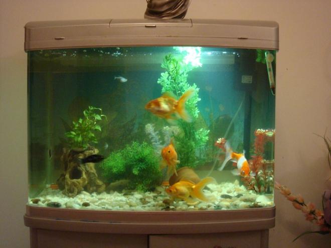 20 gallons freshwater fish tank (mostly fish and non-living decorations) - It is 20 gal tank of total 3 gold fishes and one comment fish.
ost of plants are planstic ,