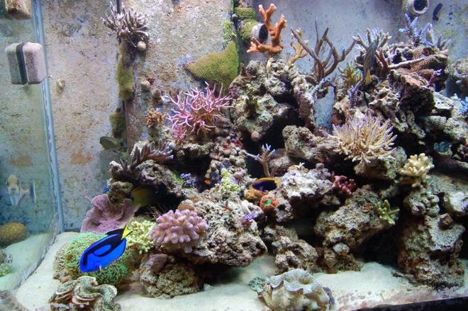 corals inverts - seriatopora hystrix - birdsnest coral stocking in 210 gallons tank - Left side