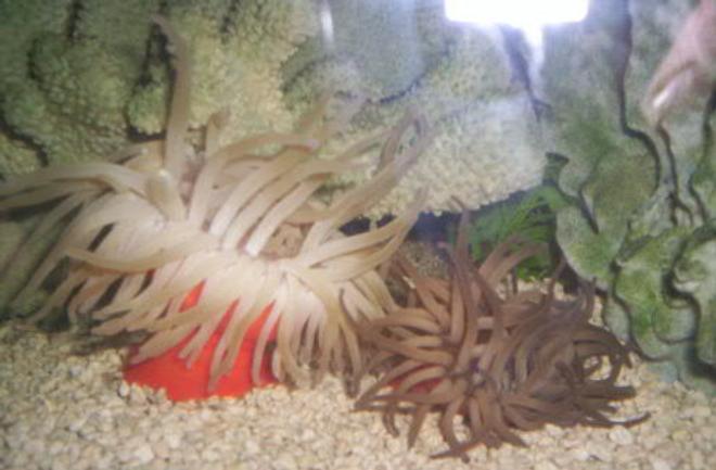 corals inverts - condylactis gigantea - condy anemone stocking in 125 gallons tank - 2 Condy Anenomes