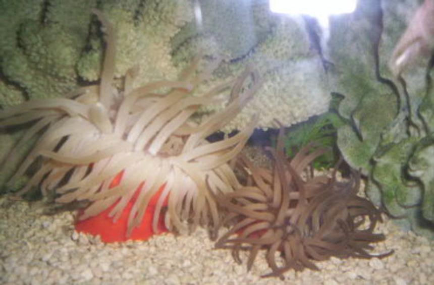 Rated #50: Corals Inverts - Condylactis Gigantea - Condy Anemone Stocking In 125 Gallons Tank - 2 Condy Anenomes