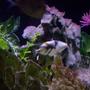 saltwater fish - rhinecanthus aculeatus - humu picasso triggerfish stocking in 125 gallons tank - Huma Trigger