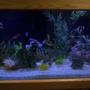 125 gallons saltwater fish tank (mostly fish, little/no live coral) - My 125 Saltwater tank