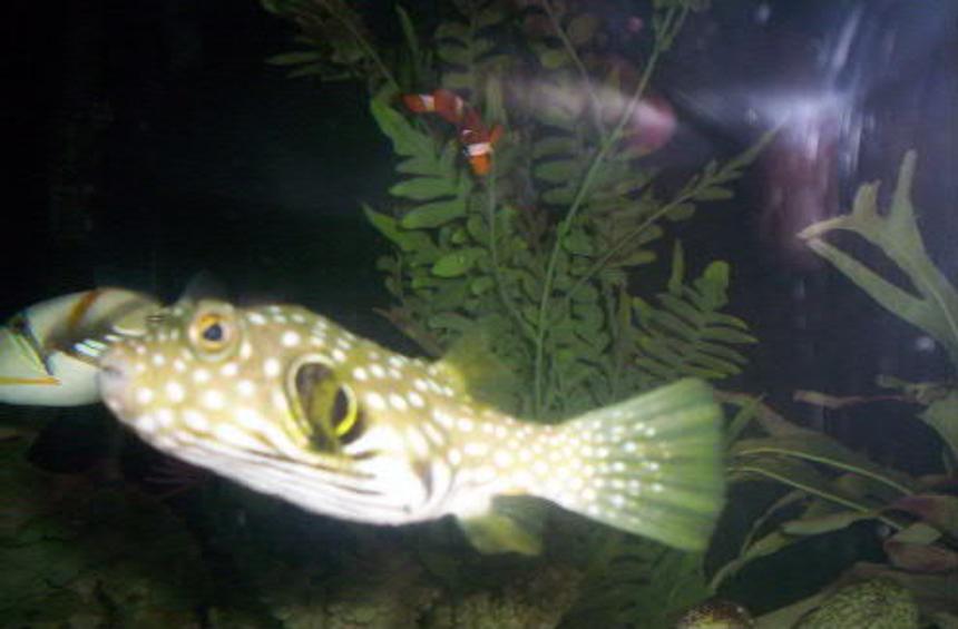 Rated #79: Saltwater Fish - Arothron Hispidus - Stars And Stripes Puffer Stocking In 125 Gallons Tank - Stars and Stripes Puffer