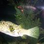 saltwater fish - arothron hispidus - stars and stripes puffer stocking in 125 gallons tank - Stars and Stripes Puffer