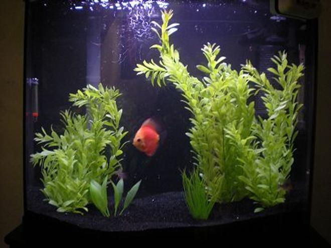 26 gallons freshwater fish tank (mostly fish and non-living decorations) - 26 Gallon Bow Front(Pretty Good I Think For My First Tank)