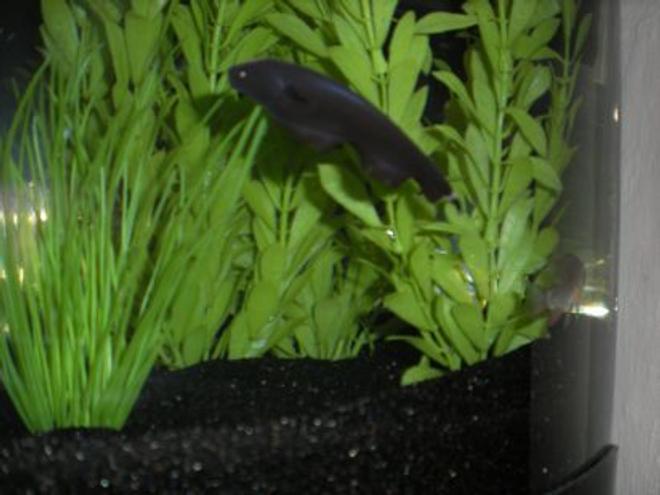 freshwater fish - apteronotus albifrons - black ghost knife fish stocking in 26 gallons tank - Black Ghost Knife