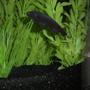 freshwater fish - apteronotus albifrons - black ghost knife fish stocking in 26 gallons tank - Black Ghost Knife