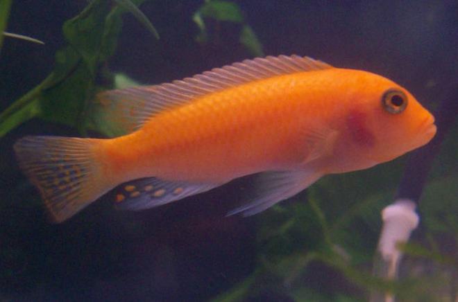 freshwater fish - pseudotropheus estherae - red zebra cichlid stocking in 55 gallons tank - Red Zebra Cichlid