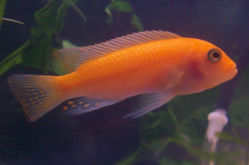 Rated #59: Freshwater Fish - Pseudotropheus Estherae - Red Zebra Cichlid Stocking In 55 Gallons Tank - Red Zebra Cichlid