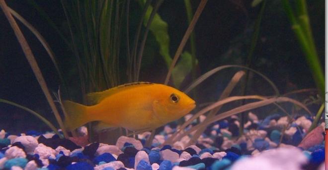 freshwater fish - labidochromis caeruleus - electric yellow cichlid stocking in 55 gallons tank - Yellow Cichlid
