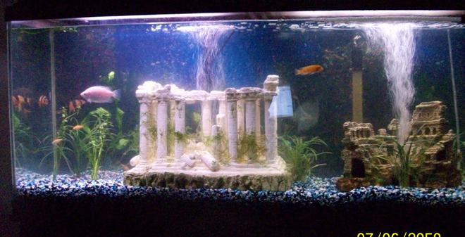 55 gallons freshwater fish tank (mostly fish and non-living decorations) - New tank