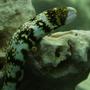 saltwater fish - echidna nebulosa - snowflake eel stocking in 220 gallons tank - Snowflake Moray Eel. My favorite out of all the tank inhabitants!