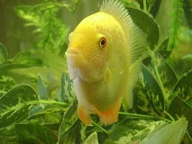freshwater fish - heros serverus - gold severum stocking in 55 gallons tank - 6" gold severum