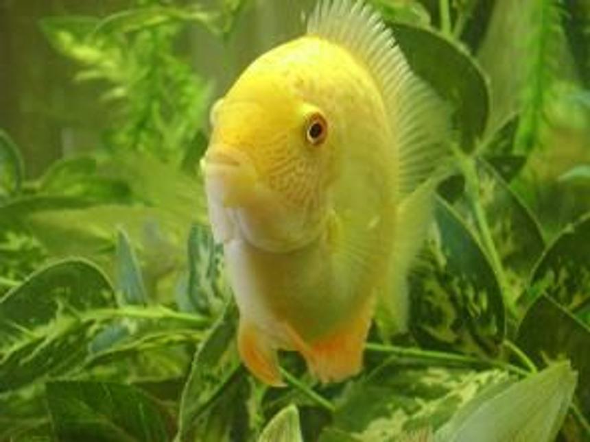 Rated #891: Freshwater Fish - Heros Serverus - Gold Severum Stocking In 55 Gallons Tank - 6" gold severum