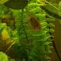 freshwater fish - thorichthys meeki - firemouth cichlid stocking in 55 gallons tank - 2" firemouth