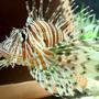 saltwater fish - pterois volitans - volitan lionfish stocking in 220 gallons tank - Peacock/Volitan Lion Fish