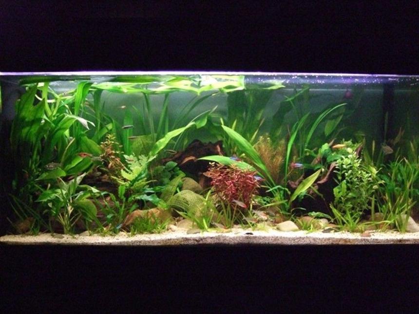 Rated #397: 32 Gallons Planted Tank - Peaceful Community Planted Tank