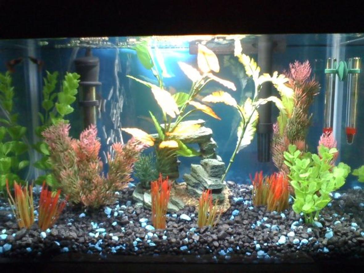5 gallons freshwater fish tank (mostly fish and non-living decorations) - Freshwater 5GL Tank. 3 weeks old Starter fish only