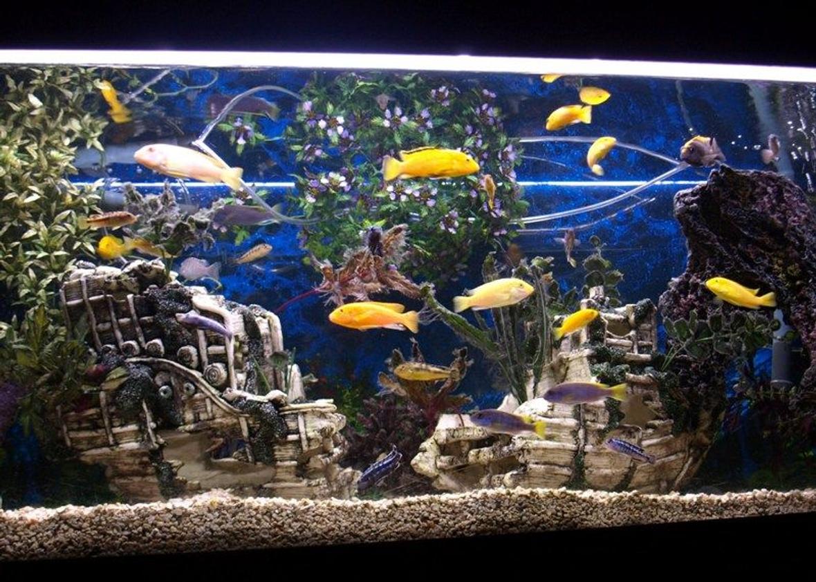 65 gallons freshwater fish tank (mostly fish and non-living decorations) - My 65 Gallon Eheim Cichlid tank