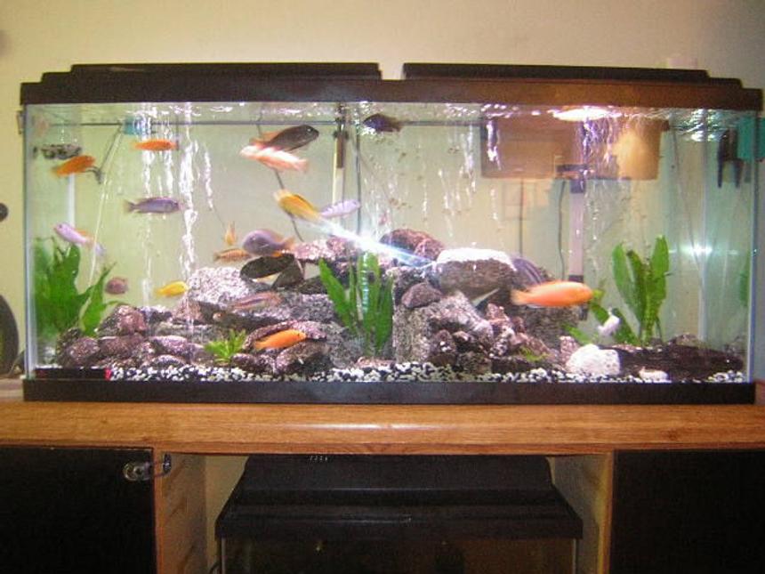 Rated #2177: 55 Gallons Freshwater Fish Tank - africans