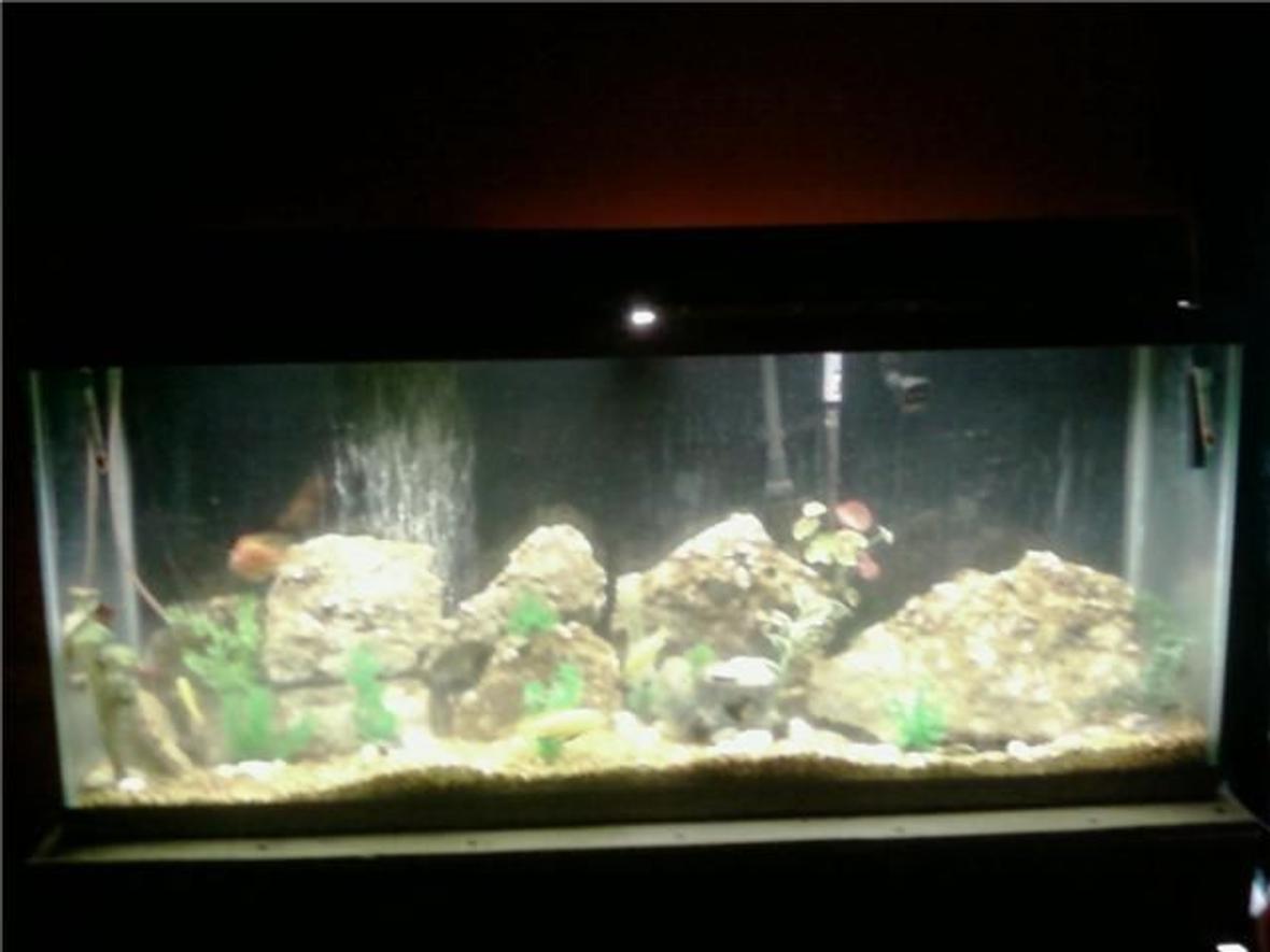 55 gallons freshwater fish tank (mostly fish and non-living decorations) - 55 gal. with chichilids