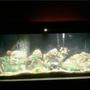 55 gallons freshwater fish tank (mostly fish and non-living decorations) - 55 gal. with chichilids
