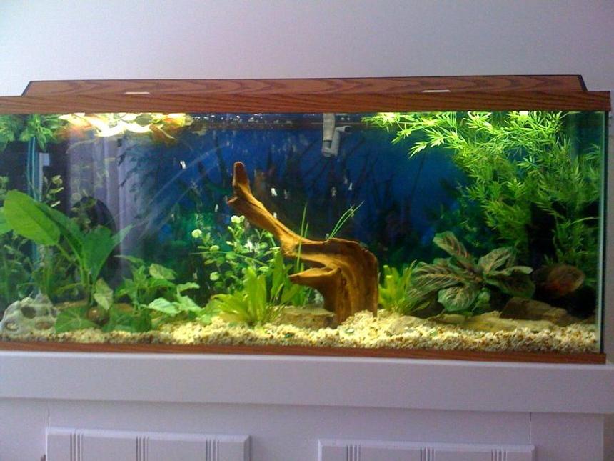 Rated #137: 55 Gallons Planted Tank - 55g, Morty Tiger oscar , live and fake plants.Crick/ Stream rocks, Driftwood and Natural stone gravel bed. 
Please leave a message!