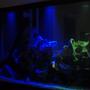 fish tank picture - 90 gallon with new lunar LED lights