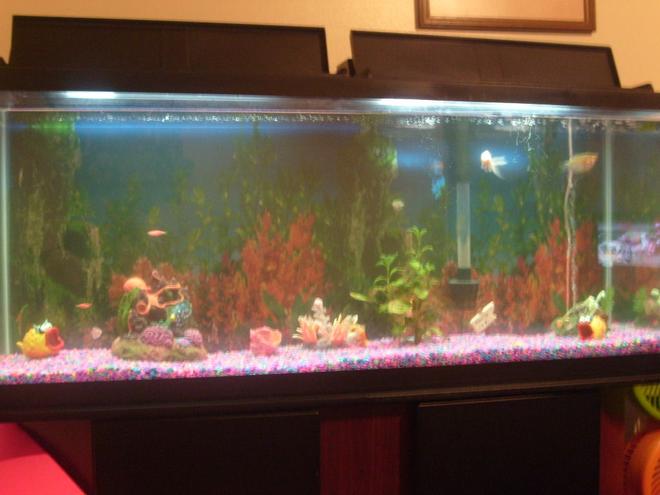 55 gallons freshwater fish tank (mostly fish and non-living decorations) - My Tank
