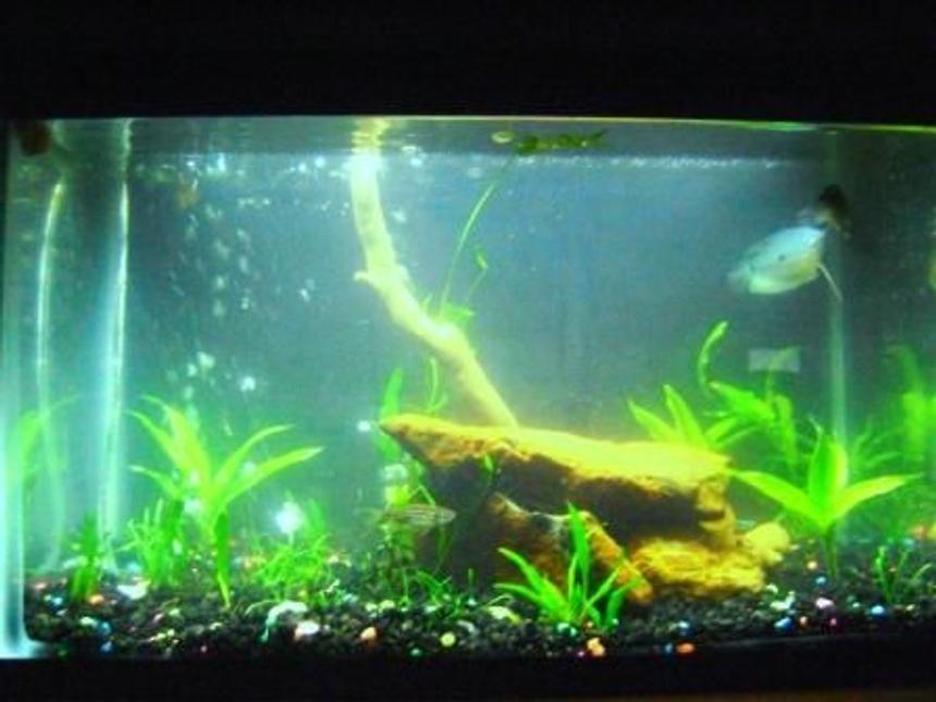 Rated #2102: 10 Gallons Planted Tank - My 10 gallon tank after 1 week with new setup/plants... 2/06/09