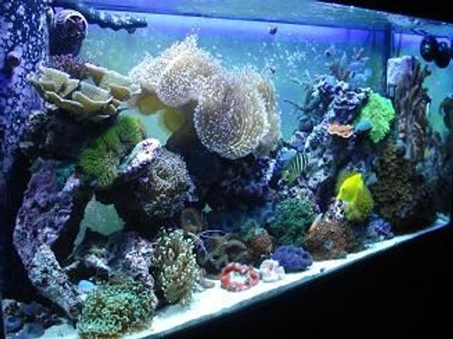 90 gallons reef tank (mostly live coral and fish) - new tank shot 1