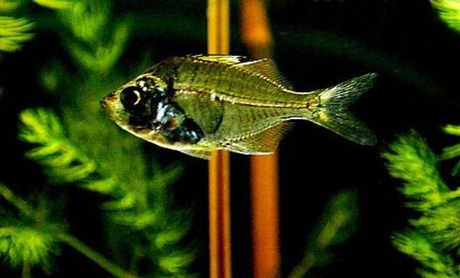 freshwater fish - parambassis ranga - indian glassfish stocking in 55 gallons tank - Indian Glass Fish - Chanda Ranga