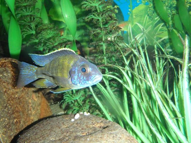 freshwater fish - aulonocara stuartgranti - gallireya reef stocking in 90 gallons tank - African Cichlid - Unknown type