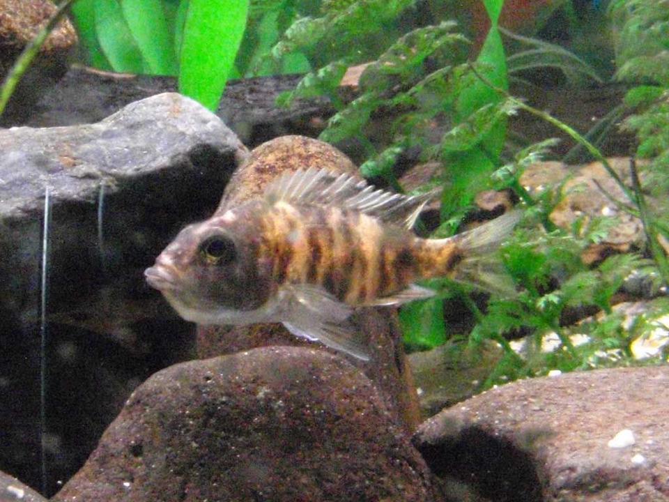 freshwater fish - aulonocara nyassae var. - peacock cichlid, orange blossom stocking in 90 gallons tank - African Cichlid holding her first batch