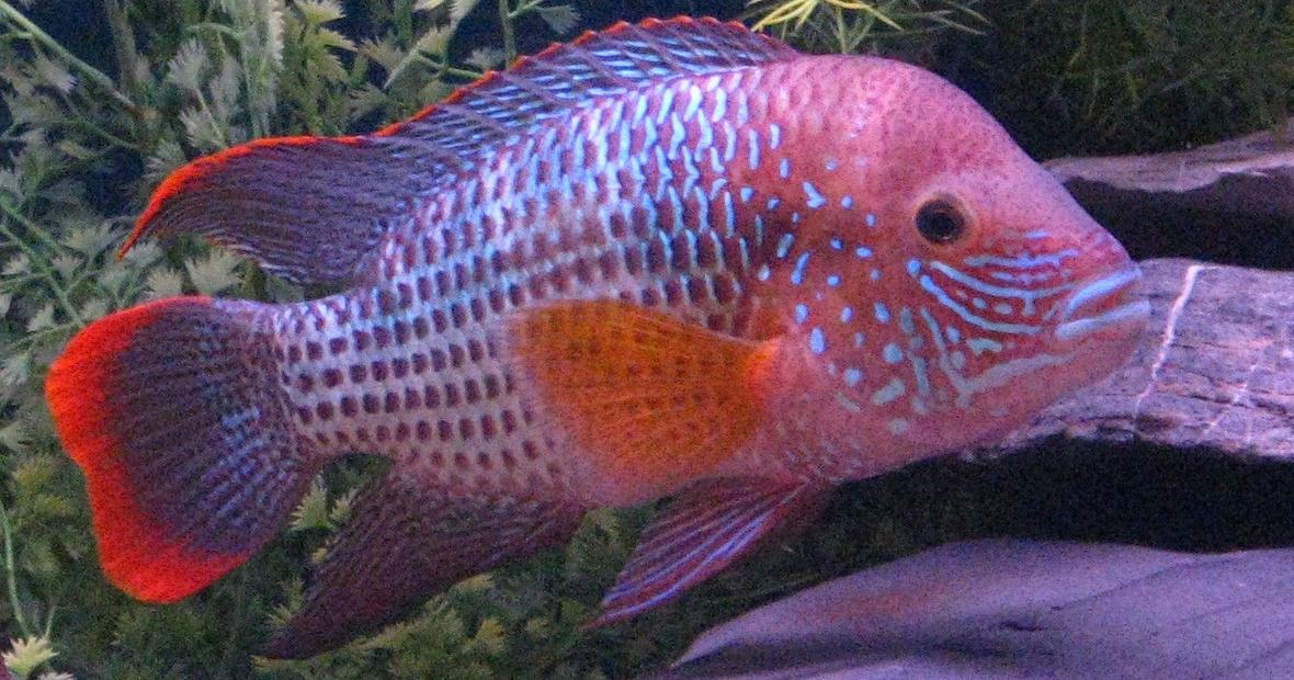 freshwater fish - aequidens rivulatus - green terror stocking in 90 gallons tank - King of the Jungle 7"