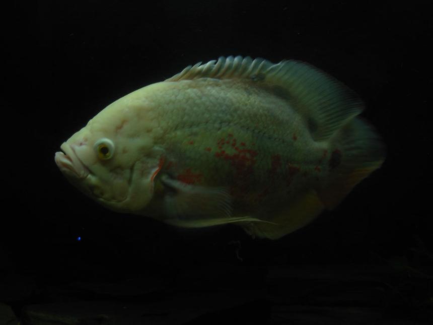 Rated #140: Freshwater Fish - Astronotus Ocellatus - Albino Oscar Stocking In 55 Gallons Tank - Astronotus Ocellatus...
13inch...........................
Albino............................
Name: Mietek PL............
Chicago: 3 years old.....
d:)
