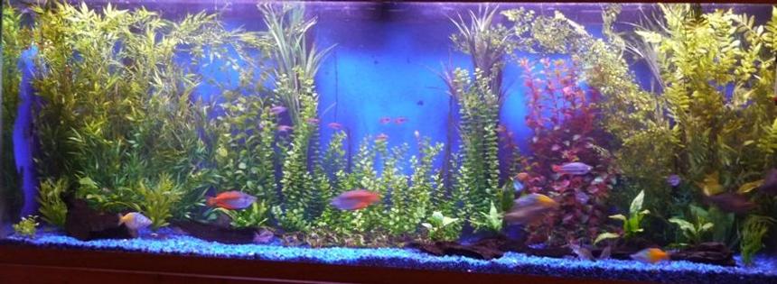 Rated #134: 150 Gallons Planted Tank - 150 gallon with both real plants, driftwoods and fakes