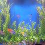 freshwater fish - melanotaenia boesemani - boesemani rainbow stocking in 150 gallons tank - Rainbow fishes
