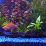 freshwater fish - glossolepis incisis - red irian rainbow stocking in 150 gallons tank - Red rainbow
