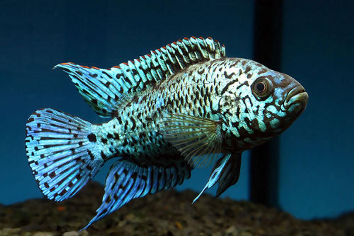 freshwater fish - nandopsis octofasciatum - electric blue jack dempsey stocking in 55 gallons tank - jack dempsey